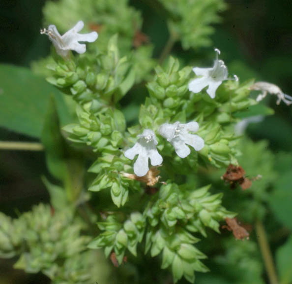 Origanum vulgare